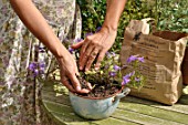 Cleaning and muching a plant in a pot