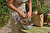 Cleaning and muching a plant in a pot