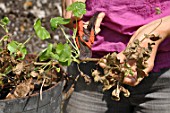 Cleaning of a pelargonium in a pot in the end of winter