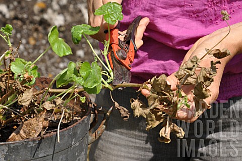 Cleaning_of_a_pelargonium_in_a_pot_in_the_end_of_winter