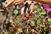 Cleaning of a pelargonium in a pot in the end of winter