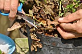 Cleaning of a pelargonium in a pot in the end of winter