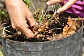 Cleaning of a pelargonium in a pot in the end of winter