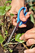 Cleaning of a pelargonium in a pot in the end of winter