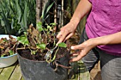 Cleaning of a pelargonium in a pot in the end of winter