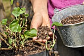 Cleaning of a pelargonium in a pot in the end of winter