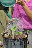 Cleaning of a pelargonium in a pot in the end of winter