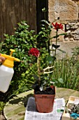 Care of a Dahlia in pot