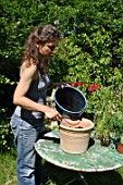 Planting of pelargoniums in a pot