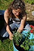 Planting of pelargoniums in a pot