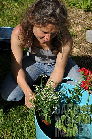 Planting_of_pelargoniums_in_a_pot