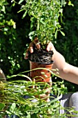 Planting of pelargoniums in a pot