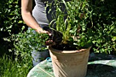 Planting of pelargoniums in a pot