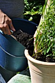 Planting of pelargoniums in a pot