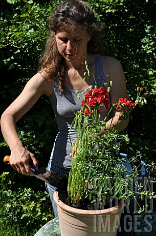 Planting_of_pelargoniums_in_a_pot