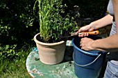 Planting of pelargoniums in a pot