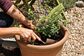 Layout of a pot with annual and climbing plants