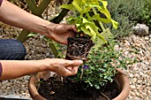 Layout of a pot with annual and climbing plants