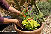 Layout of a pot with annual and climbing plants