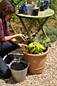 Layout of a pot with annual and climbing plants