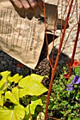 Mixed container with annual and climbing plants, adding buckwheat husks