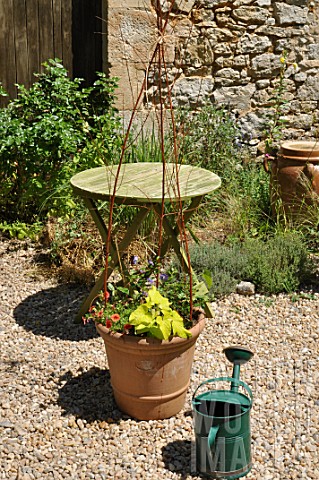 Mixed_container_with_annual_and_climbing_plants