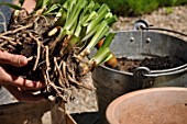 Planting of Agapanthus campanulatus in a pot