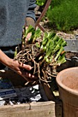 Planting of Agapanthus campanulatus in a pot