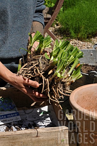 Planting_of_Agapanthus_campanulatus_in_a_pot