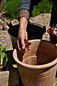 Planting of Agapanthus campanulatus in a pot