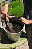 Planting of Agapanthus campanulatus in a pot