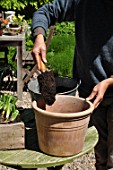 Planting of Agapanthus campanulatus in a pot