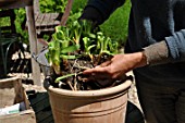 Planting of Agapanthus campanulatus in a pot