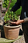 Planting of Agapanthus campanulatus in a pot