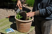 Planting of Agapanthus campanulatus in a pot