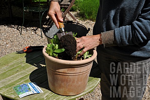 Planting_of_Agapanthus_campanulatus_in_a_pot