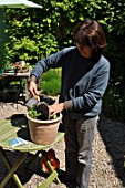 Planting of Agapanthus campanulatus in a pot