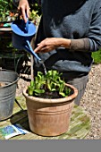 Planting of Agapanthus campanulatus in a pot