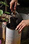 Planting of aromatic plants in a repurposed tin can