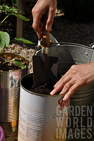 Planting_of_aromatic_plants_in_a_repurposed_tin_can