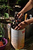 Planting of aromatic plants in a repurposed tin can