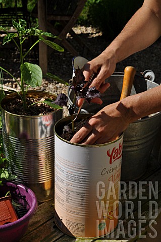 Planting_of_aromatic_plants_in_a_repurposed_tin_can