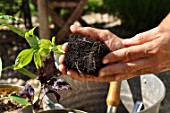 Planting of aromatic plants in a repurposed tin can