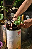 Planting of aromatic plants in a repurposed tin can