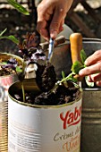 Planting of aromatic plants in a repurposed tin can