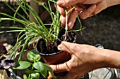 Planting of aromatic plants in a repurposed tin can