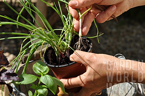 Planting_of_aromatic_plants_in_a_repurposed_tin_can