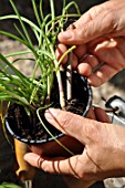 Planting of aromatic plants in a repurposed tin can