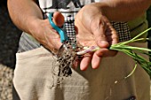 Planting of aromatic plants in a repurposed tin can