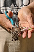 Planting of aromatic plants in a repurposed tin can